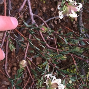 Pimelea linifolia subsp. linifolia at O'Connor, ACT - 10 Jul 2021 11:16 AM