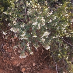 Pimelea linifolia subsp. linifolia at O'Connor, ACT - 10 Jul 2021 11:16 AM