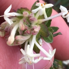 Pimelea linifolia subsp. linifolia at O'Connor, ACT - 10 Jul 2021 11:16 AM