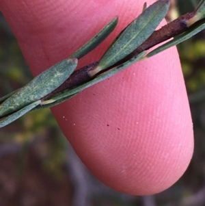 Pimelea linifolia subsp. linifolia at O'Connor, ACT - 10 Jul 2021 11:16 AM