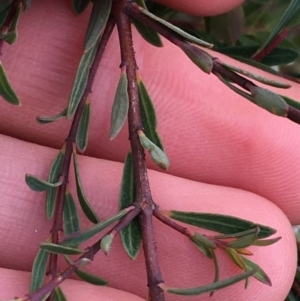 Pimelea linifolia subsp. linifolia at O'Connor, ACT - 10 Jul 2021 11:16 AM