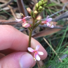 Stylidium graminifolium (Grass Triggerplant) at O'Connor, ACT - 10 Jul 2021 by Ned_Johnston