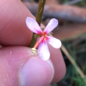 Stylidium graminifolium at O'Connor, ACT - 10 Jul 2021