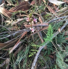 Stylidium graminifolium at O'Connor, ACT - 10 Jul 2021 11:04 AM