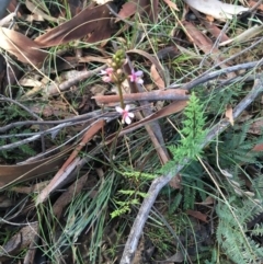 Stylidium graminifolium at O'Connor, ACT - 10 Jul 2021