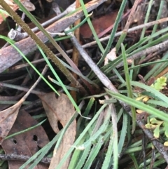 Stylidium graminifolium at O'Connor, ACT - 10 Jul 2021