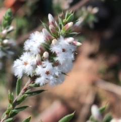 Leucopogon attenuatus (Small-leaved Beard Heath) at Dryandra St Woodland - 10 Jul 2021 by Ned_Johnston