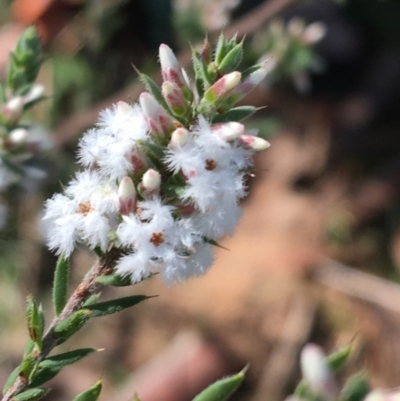 Leucopogon attenuatus (Small-leaved Beard Heath) at Dryandra St Woodland - 10 Jul 2021 by Ned_Johnston