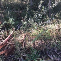 Leucopogon attenuatus at O'Connor, ACT - 10 Jul 2021