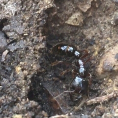 Amblyopone australis (Slow Ant) at Crace, ACT - 22 Jun 2021 by Ned_Johnston