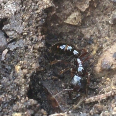 Amblyopone australis (Slow Ant) at Crace, ACT - 22 Jun 2021 by NedJohnston