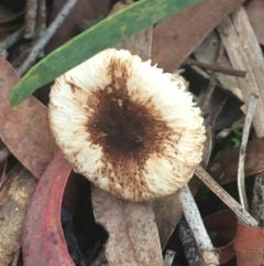 Lepiota s.l. at Gungaderra Grasslands - 22 Jun 2021 by Ned_Johnston