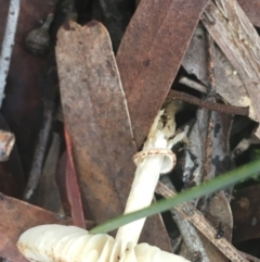 Lepiota s.l. at Crace, ACT - 22 Jun 2021 10:59 AM