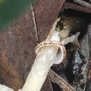 Lepiota s.l. at Crace, ACT - 22 Jun 2021