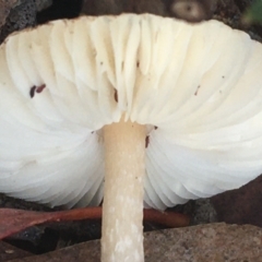 Lepiota s.l. at Crace, ACT - 22 Jun 2021