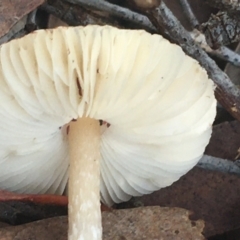 Lepiota s.l. at Crace, ACT - 22 Jun 2021