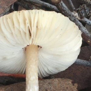 Lepiota s.l. at Crace, ACT - 22 Jun 2021 10:59 AM