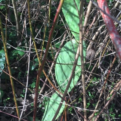 Opuntia stricta (Common Prickly Pear) at City Renewal Authority Area - 21 Jun 2021 by Ned_Johnston