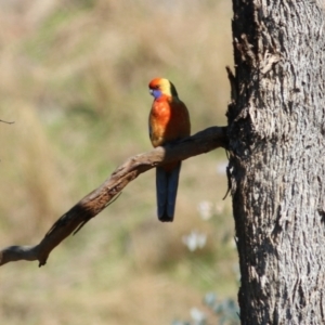 Platycercus elegans at West Wodonga, VIC - 11 Jul 2021 10:55 AM