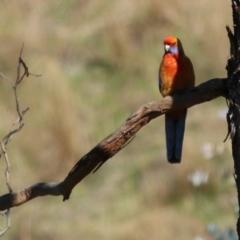 Platycercus elegans at West Wodonga, VIC - 11 Jul 2021 10:55 AM