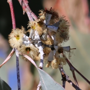 Eucalyptus albens at West Wodonga, VIC - 11 Jul 2021