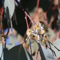 Eucalyptus albens at West Wodonga, VIC - 11 Jul 2021