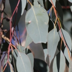 Eucalyptus albens at West Wodonga, VIC - 11 Jul 2021 10:49 AM