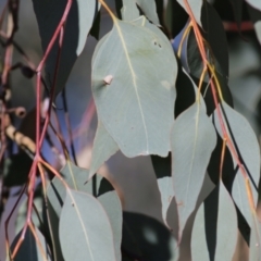 Eucalyptus albens at West Wodonga, VIC - 11 Jul 2021
