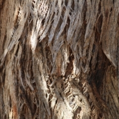 Eucalyptus albens at West Wodonga, VIC - 11 Jul 2021 10:49 AM