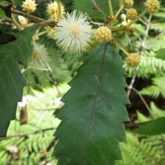 Callicoma serratifolia (Black Wattle, Butterwood, Tdgerruing) at Springwood, NSW - 15 Oct 2020 by PatrickCampbell