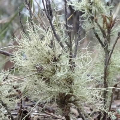 Usnea sp. (genus) (Bearded lichen) at QPRC LGA - 10 Jul 2021 by JanetRussell