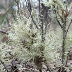 Usnea sp. (genus) (Bearded lichen) at Bungendore, NSW - 10 Jul 2021 by JanetRussell