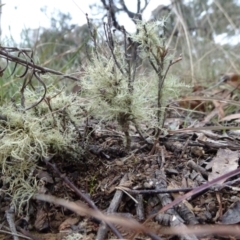 Usnea sp. (genus) at Bungendore, NSW - 10 Jul 2021