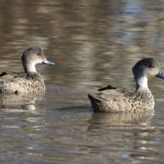 Anas gracilis (Grey Teal) at Majura, ACT - 12 Jul 2021 by jbromilow50