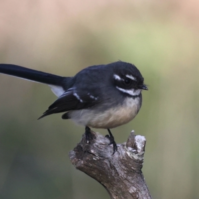 Rhipidura albiscapa (Grey Fantail) at Majura, ACT - 12 Jul 2021 by jb2602