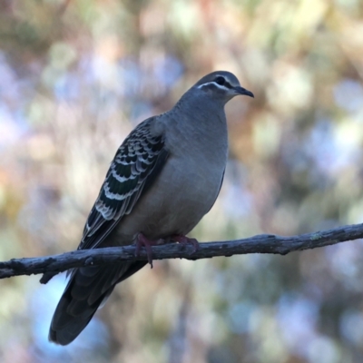 Phaps chalcoptera (Common Bronzewing) at Majura, ACT - 12 Jul 2021 by jbromilow50