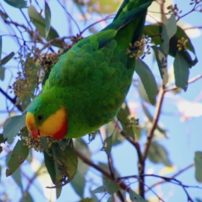 Polytelis swainsonii (Superb Parrot) at Hughes, ACT - 12 Jul 2021 by LisaH