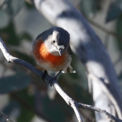 Petroica boodang (Scarlet Robin) at Majura, ACT - 12 Jul 2021 by jb2602