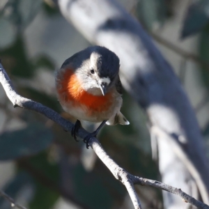 Petroica boodang at Majura, ACT - 12 Jul 2021 03:26 PM