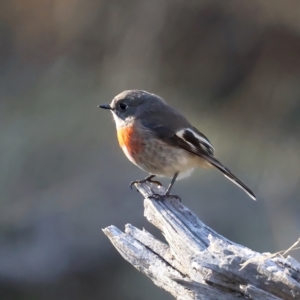 Petroica boodang at Majura, ACT - 12 Jul 2021 03:26 PM