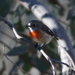 Petroica boodang at Majura, ACT - 12 Jul 2021 03:26 PM