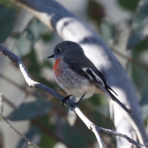 Petroica boodang at Majura, ACT - 12 Jul 2021 03:26 PM