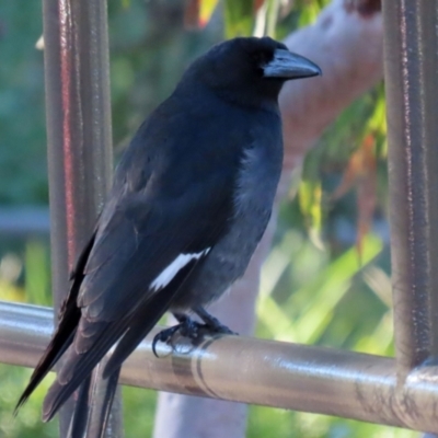 Strepera graculina (Pied Currawong) at Acton, ACT - 12 Jul 2021 by RodDeb