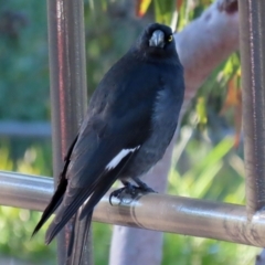 Strepera graculina at Acton, ACT - 12 Jul 2021