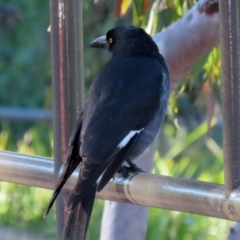 Strepera graculina at Acton, ACT - 12 Jul 2021