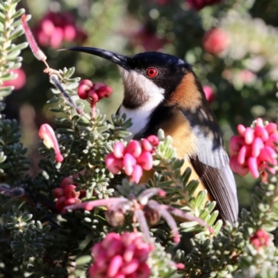 Acanthorhynchus tenuirostris (Eastern Spinebill) at ANBG - 12 Jul 2021 by RodDeb