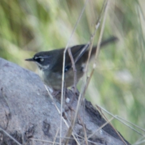 Sericornis frontalis at Springdale Heights, NSW - 11 Jul 2021 12:45 PM