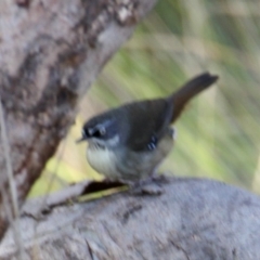 Sericornis frontalis at Springdale Heights, NSW - 11 Jul 2021 12:45 PM