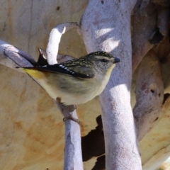 Pardalotus punctatus (Spotted Pardalote) at ANBG - 12 Jul 2021 by RodDeb