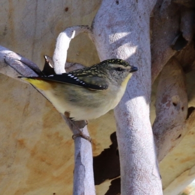 Pardalotus punctatus (Spotted Pardalote) at Acton, ACT - 12 Jul 2021 by RodDeb